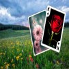 Thumbnail game - Flowers Solitaire 